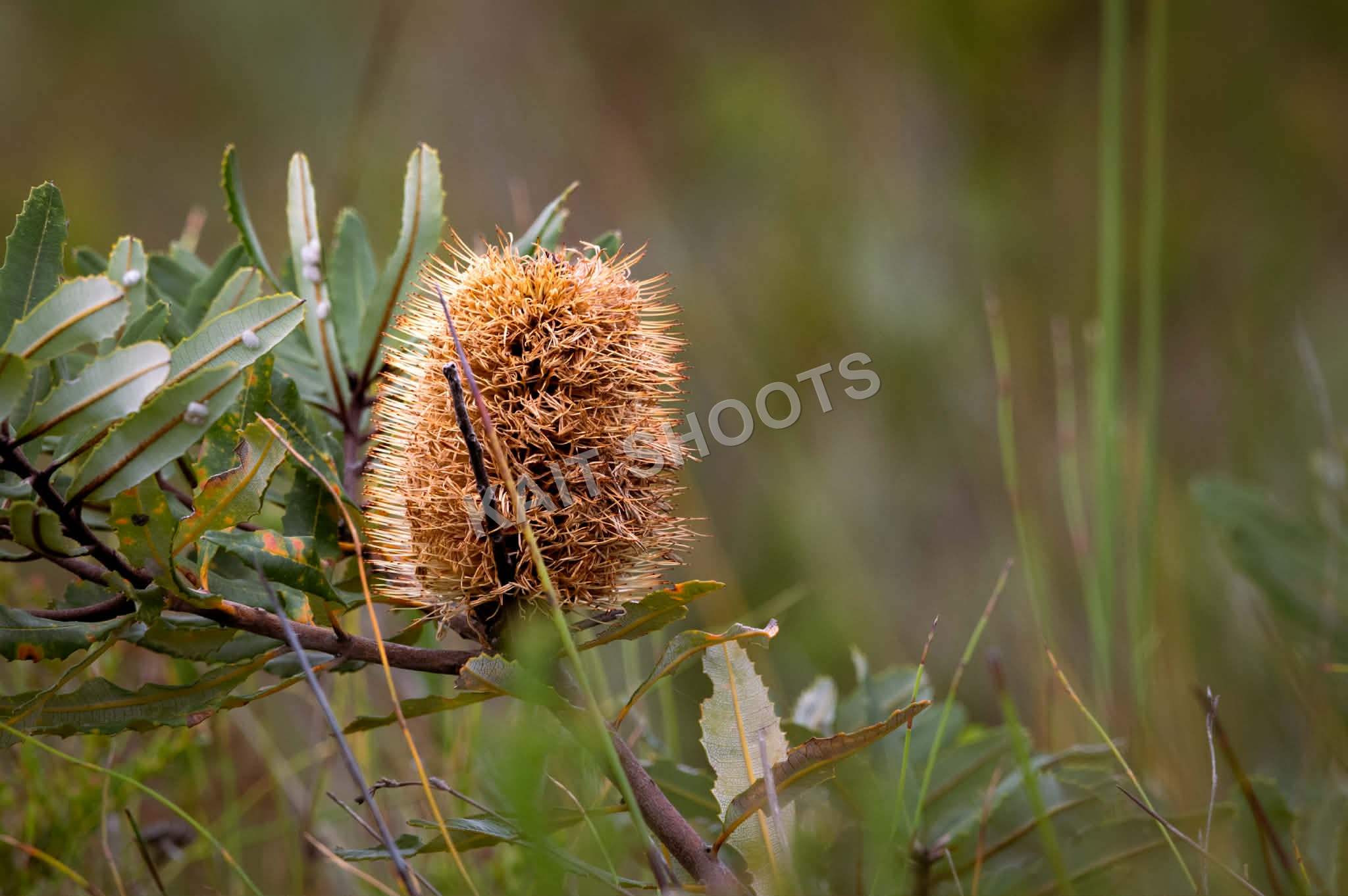 Banksia