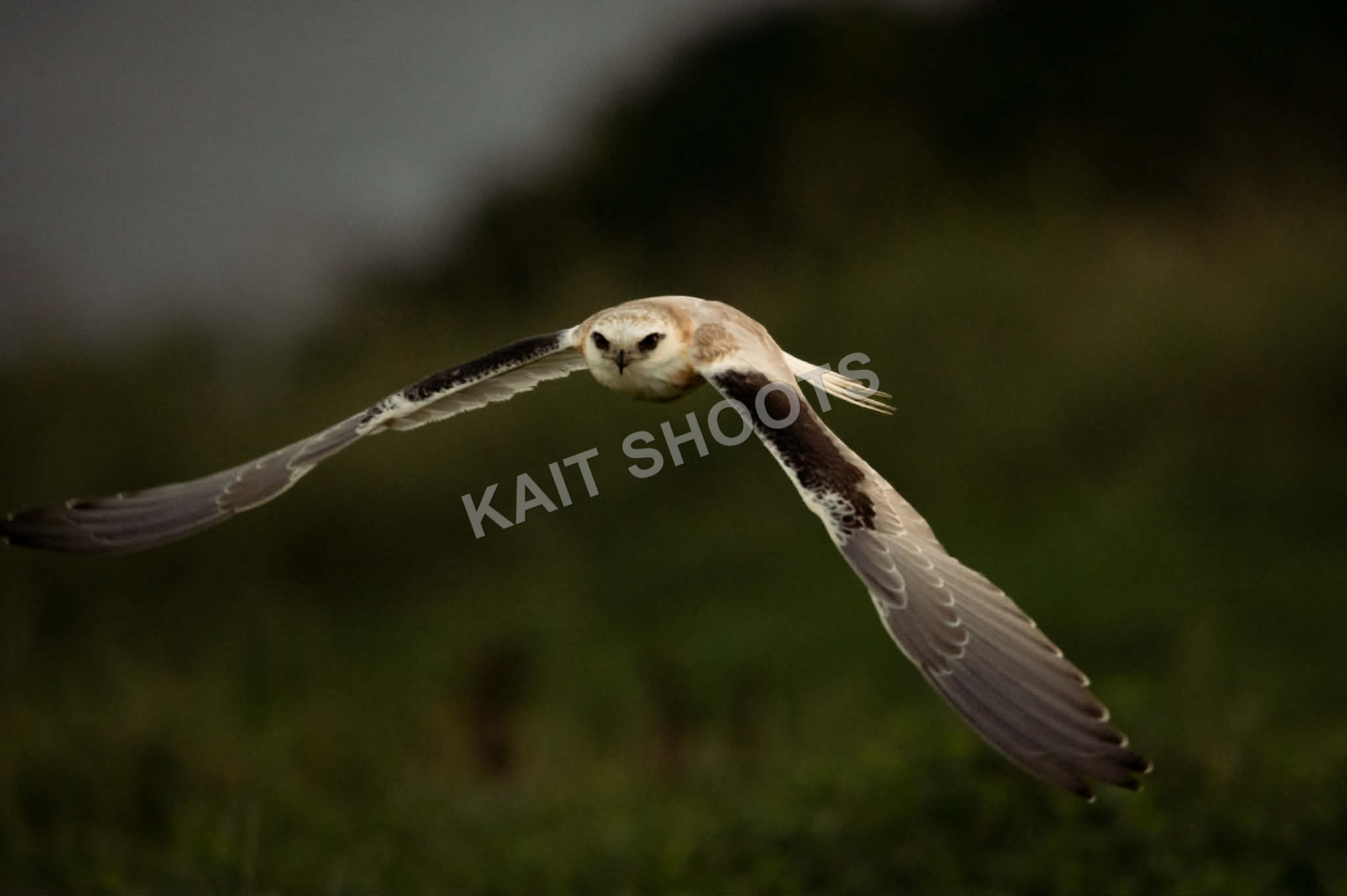Black-Shouldered Kite II