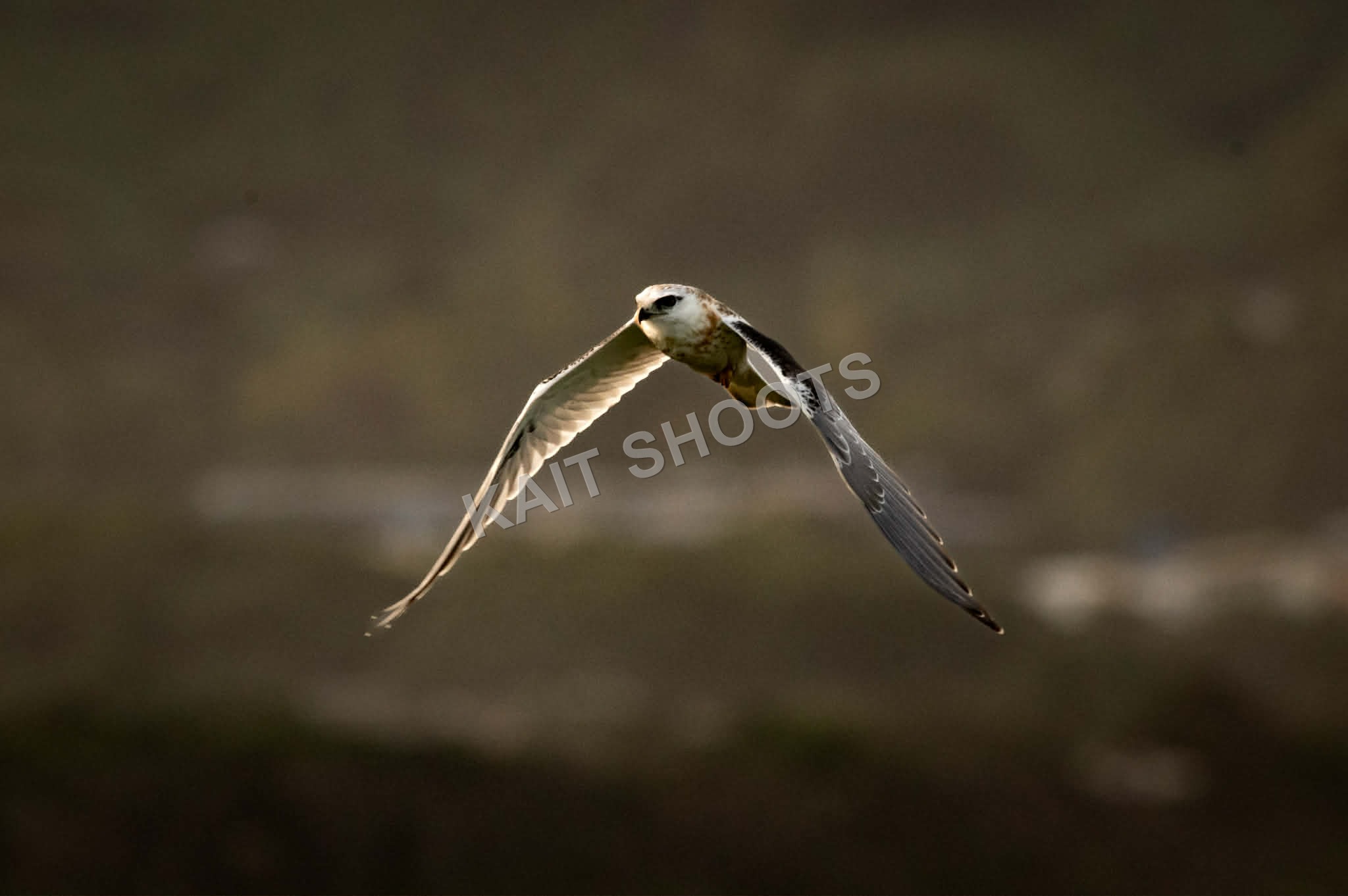 Black-Shouldered Kite