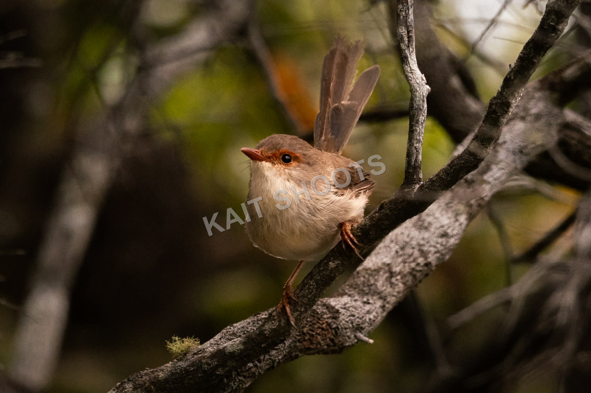 Female Fairy-wren