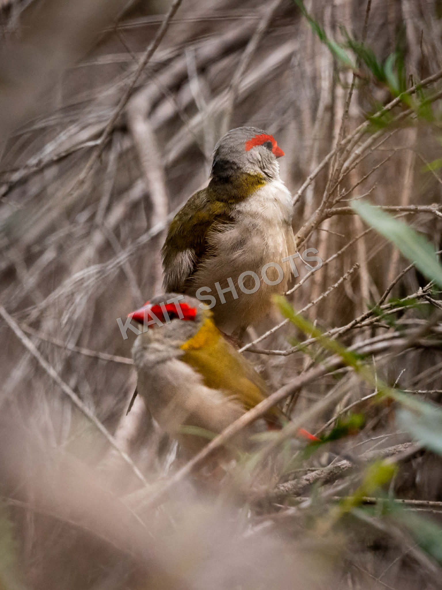 Red-Browed Finches