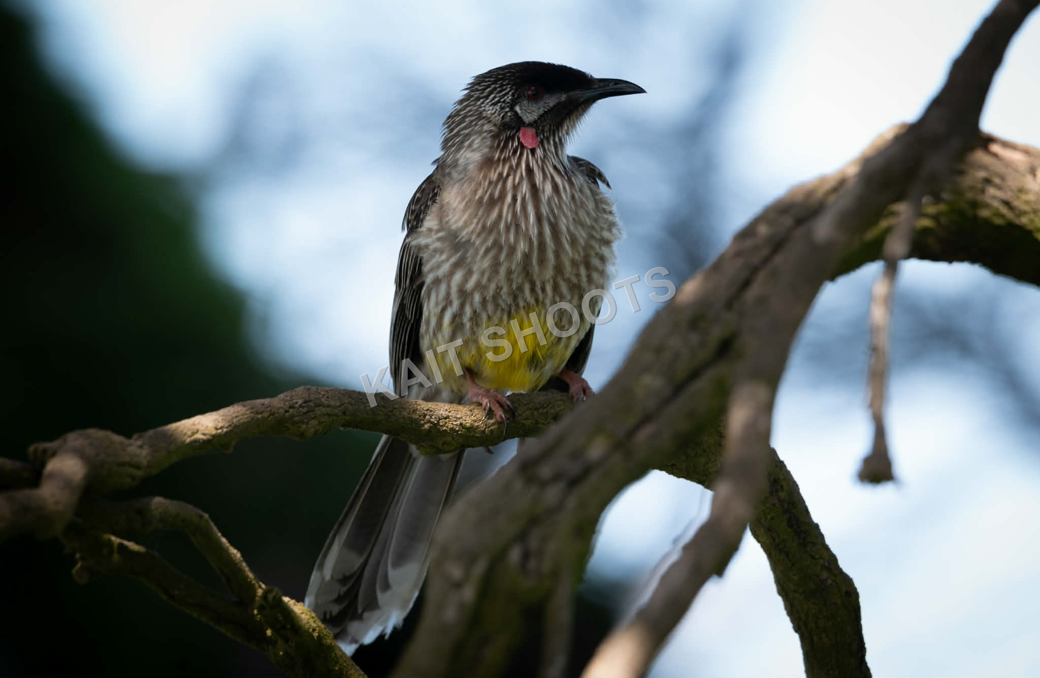 Red Wattlebird