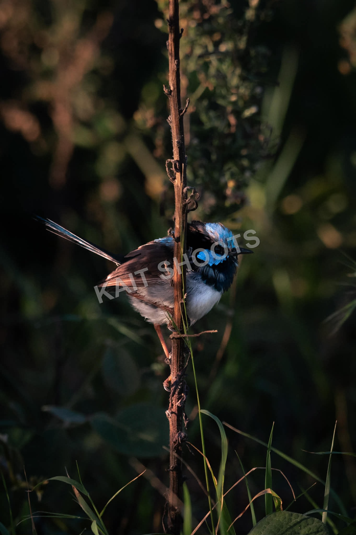 Superb Fairy-wren