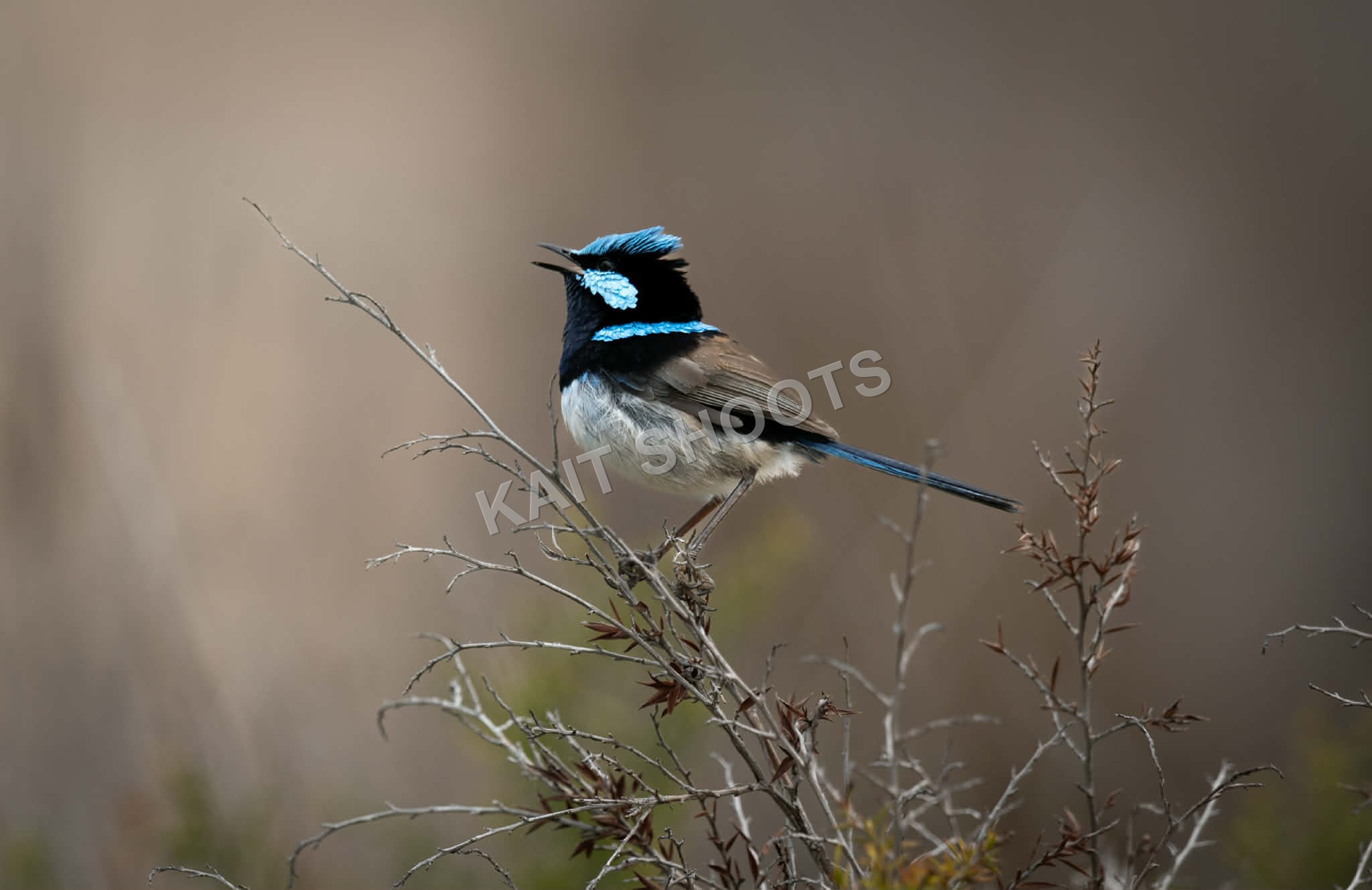 Superb Fairy-wren II