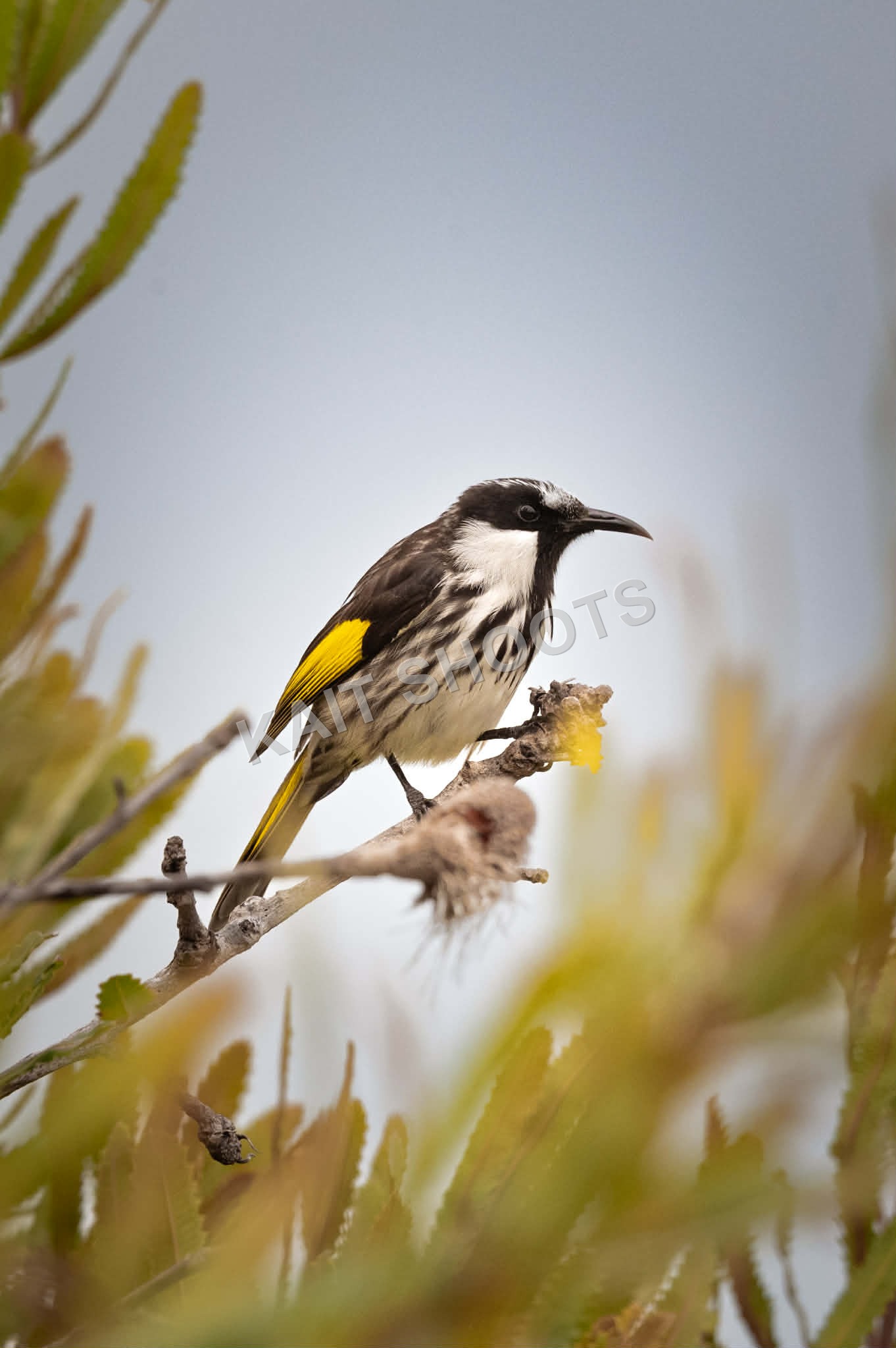 White-Cheeked Honeyeater